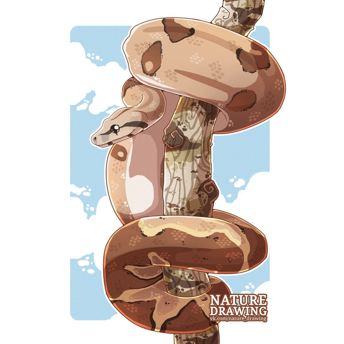 Imperial boa constrictor - My, Drawing, SAI, Digital, Digital drawing, Snake, Boa, Animalistics, Animals