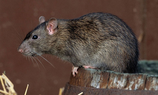 Эти неистребимые крысы. Крыса, Журнал Юный натуралист, Длиннопост