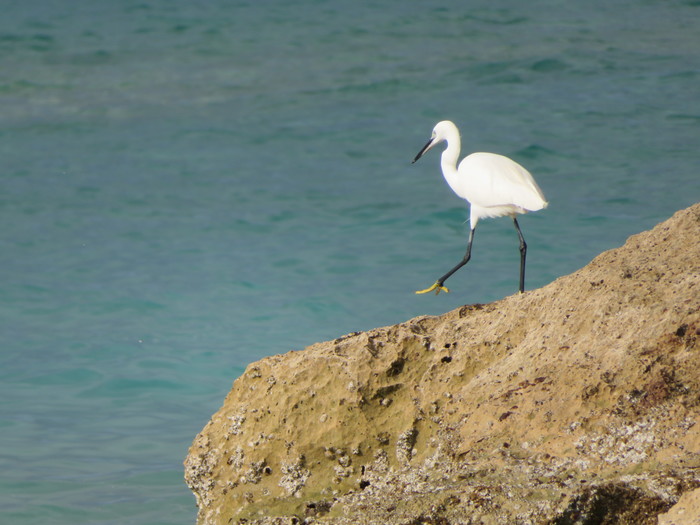 Heron - My, Heron, Mediterranean Sea