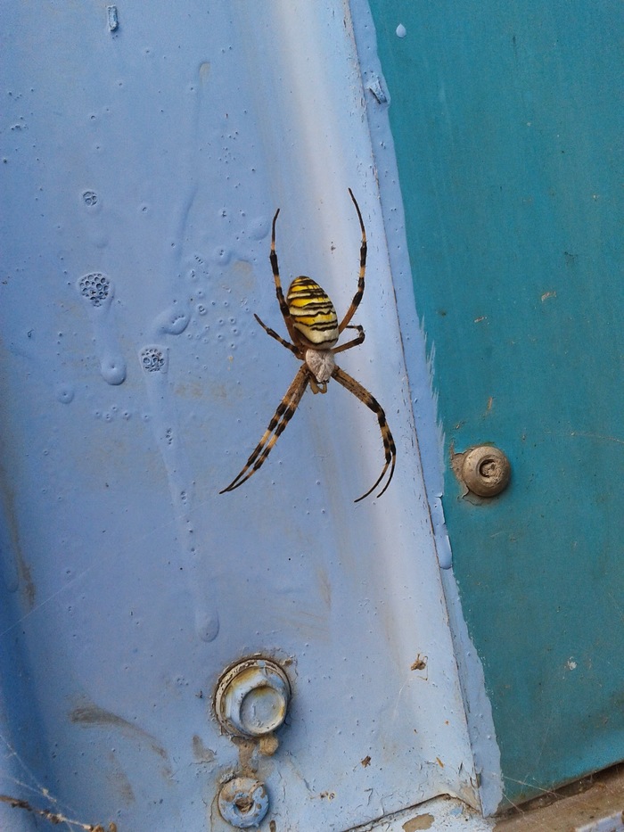 Spider - My, Spider, Nizhny Novgorod, The photo, Autumn, Longpost, Argiope, 