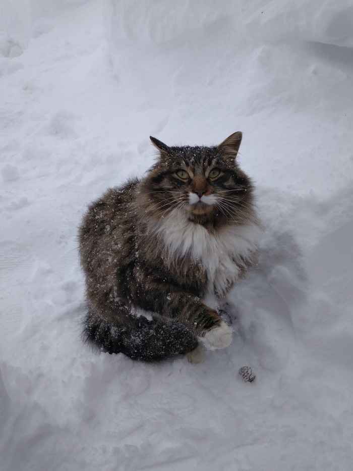 Cat - cat, Winter, , Best friend, Animals, Усы, Fluffy