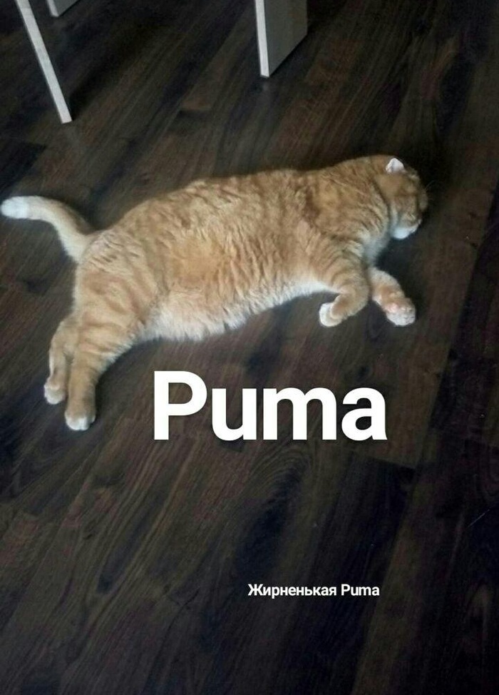 Zhiruma - Jarvis, Puma, cat, My