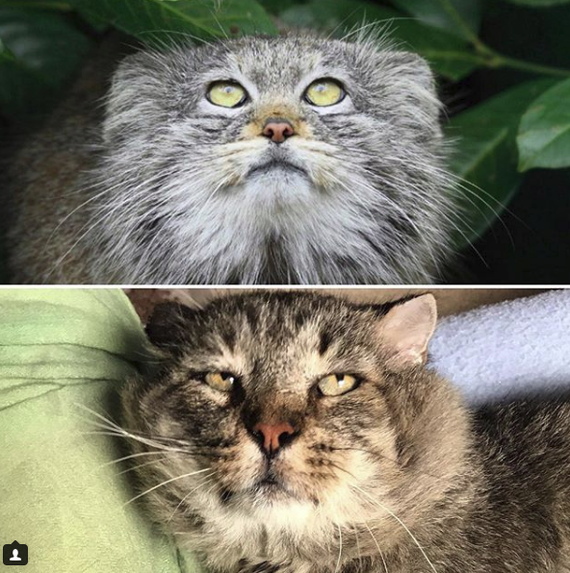 Mr. Belvedere's Rescue Story - cat, The rescue, Mister, Belvedere, Pallas' cat, Longpost