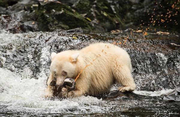 Fishing - Bear, A fish, Fishing, Caviar, Red caviar, The Bears