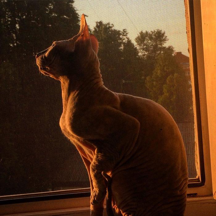 In search of an evening sacrifice. - My, Sphinx, Don Sphynx, cat, Window, Evening, The photo