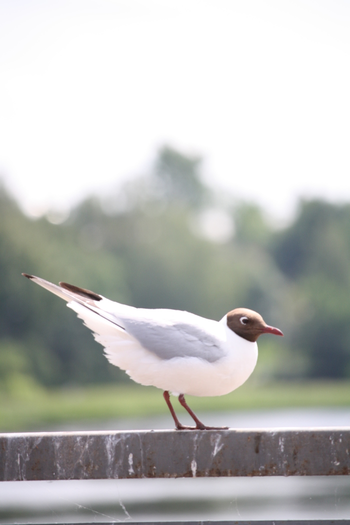 Gull - My, Seagulls, Birds, The photo