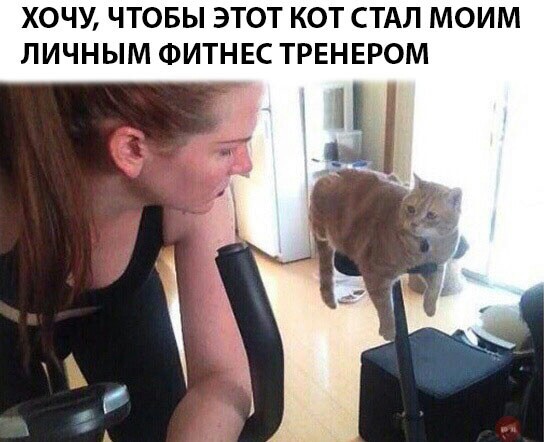 Personal fitness cat trainer - cat, Тренер, Fitness, Gym