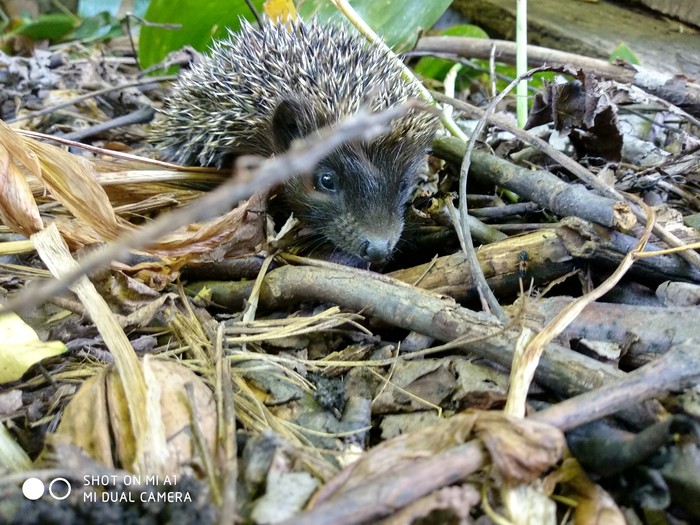 Replenishment - My, Hedgehog in the fog, Kus