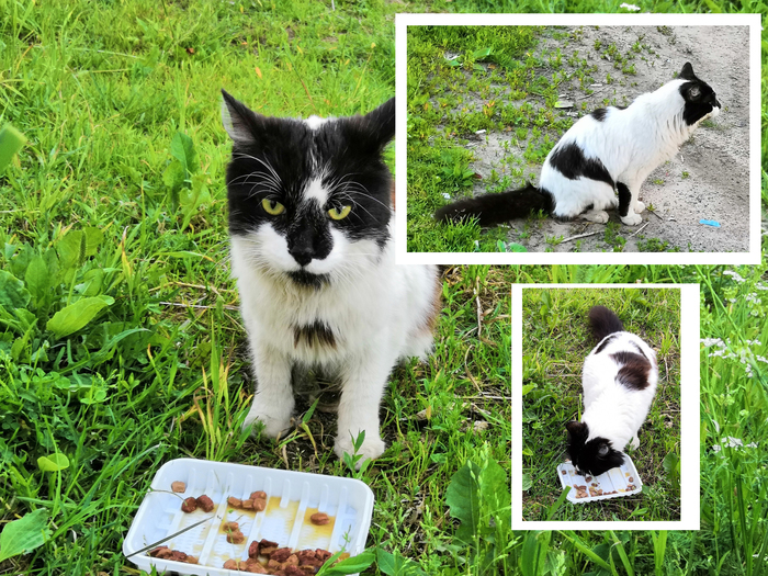 The cat is looking for its owners. Leningrad region - My, The missing, cat, Black and white, Leningrad region, , Help, Lost cat, No rating