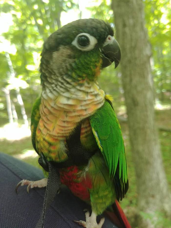Parrot in the forest! - My, A parrot, Pyrrura, Walk, Forest, Summer, Longpost, Milota