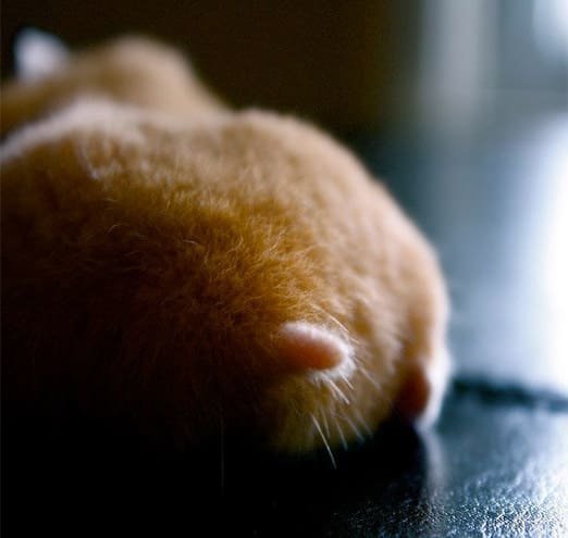 Hamster butts are the cutest new mood booster - The photo, Hamster, Booty, Milota, Longpost