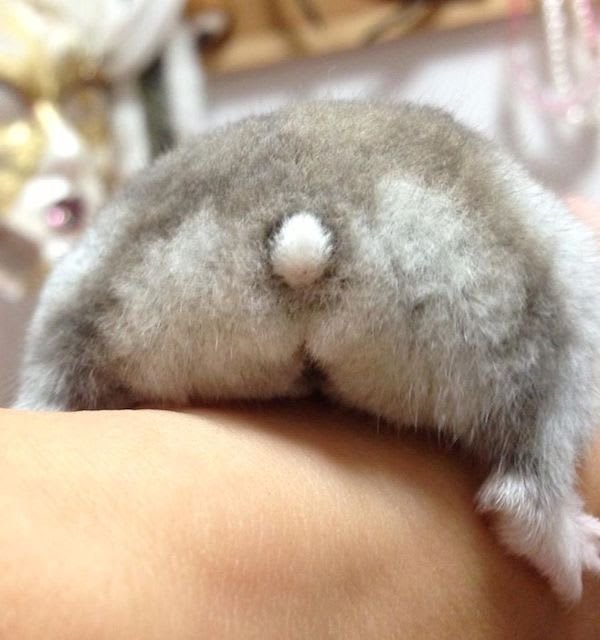 Hamster butts are the cutest new mood booster - The photo, Hamster, Booty, Milota, Longpost