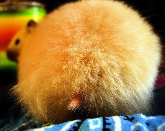 Hamster butts are the cutest new mood booster - The photo, Hamster, Booty, Milota, Longpost