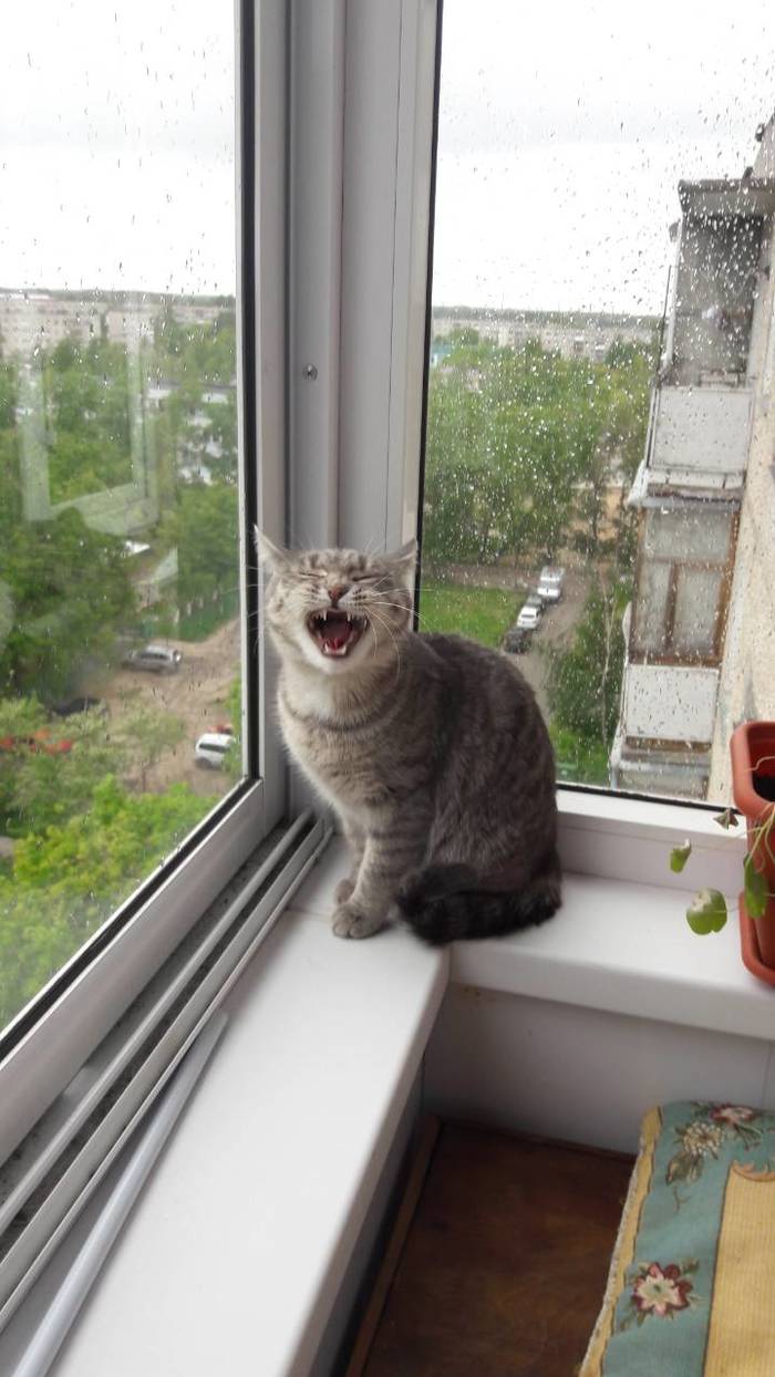 When you told a good joke - My, cat, The photo, Laugh, Pets