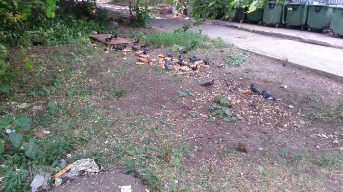 After the raid on the bread stall - My, Pigeon, The photo, Bread, Birds