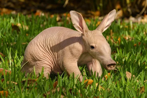 Book of Animals: Aardvark - My, Aardvark, Animals, Wild animals, Longpost, Humor, Animal book