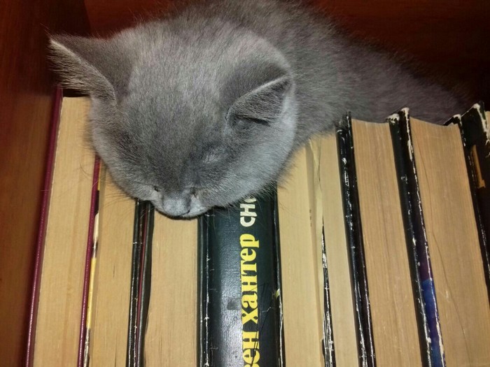 You don't like cats!? What about reading cats? - cat, My, Images, Fluffy, Books