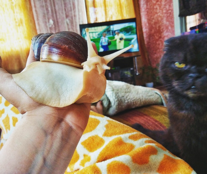 A little bit of jealousy - My, cat, Snail, Jealousy