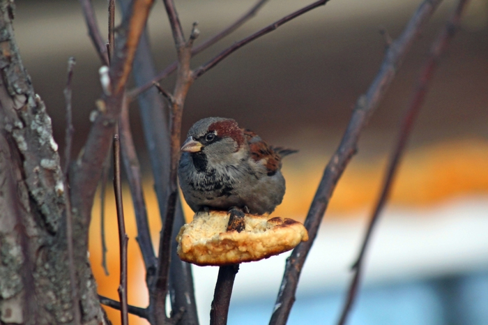 Sparrow - My, Sparrow, Birds, The photo