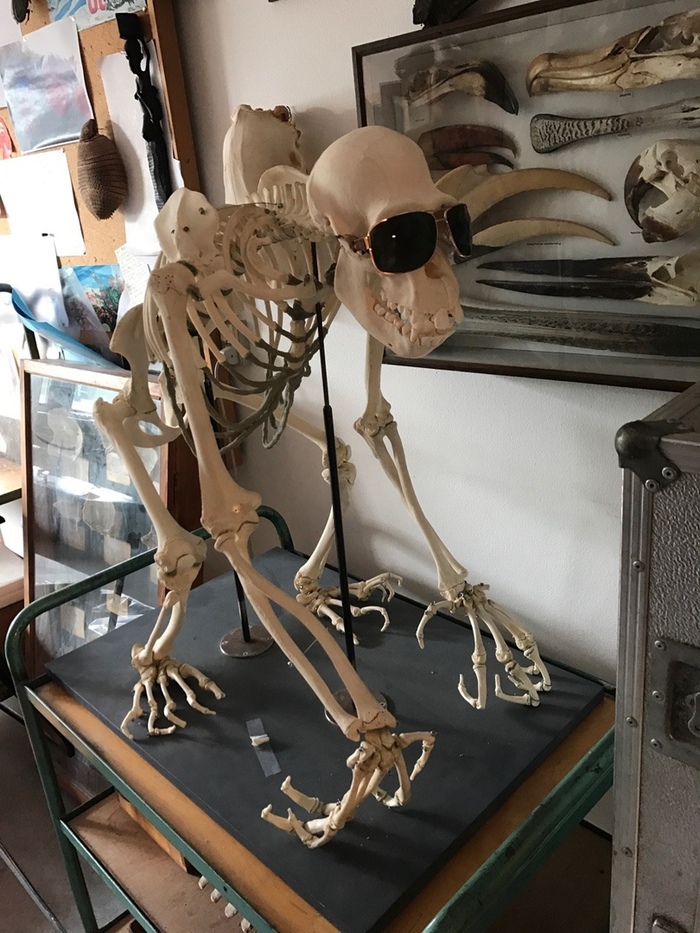 Когда эволюционировал