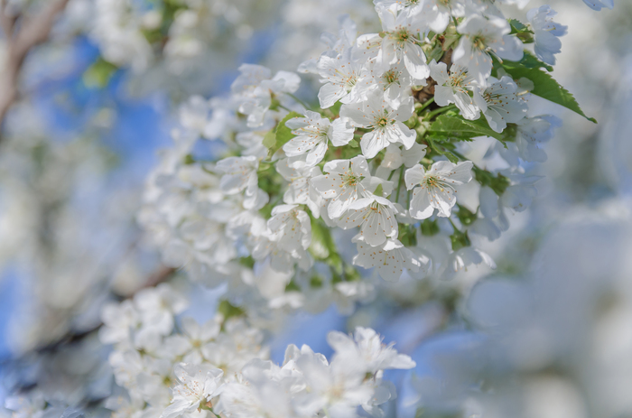 It was - it was - My, Nikon, Cherries, The photo, Plants