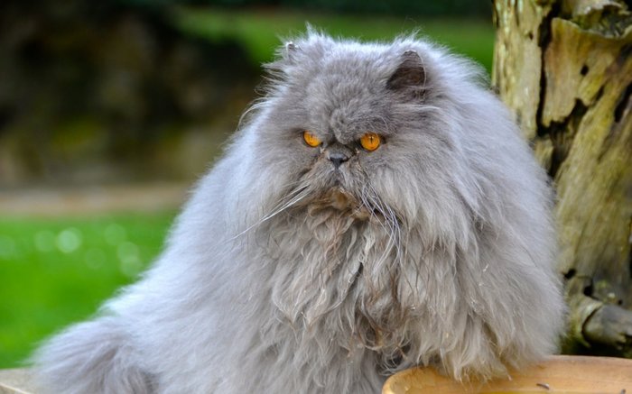 Transportation of a cat - My, Persian cat, Transportation of animals, Longpost, cat