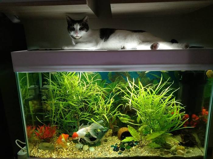 In the animal world. - Gold fish, My, cat