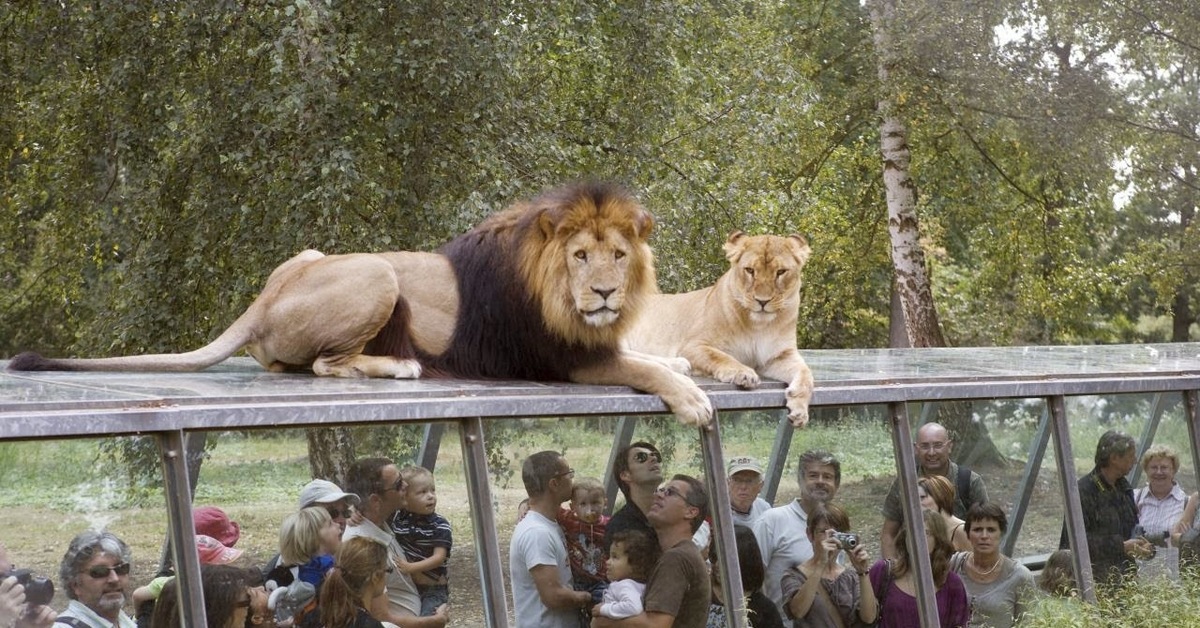 Нужны ли зоопарки. Сафари парк Туари. Монарх сафари парк Индия. Зоологический парк «сафари-парк «Тайган». Thoiry Франция.