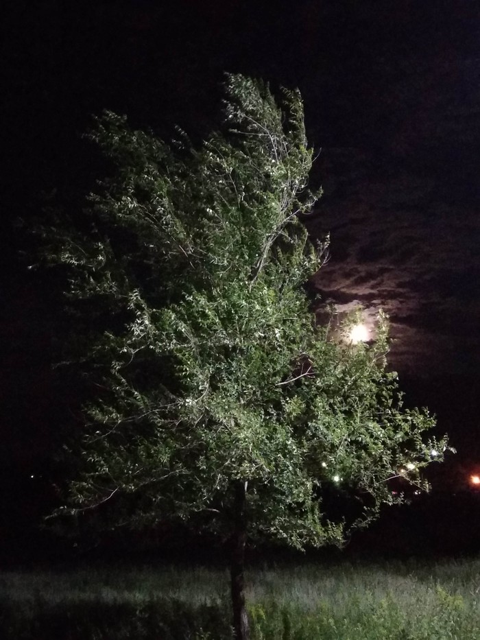 Tree - My, The photo, Tree, Night, Temirtau