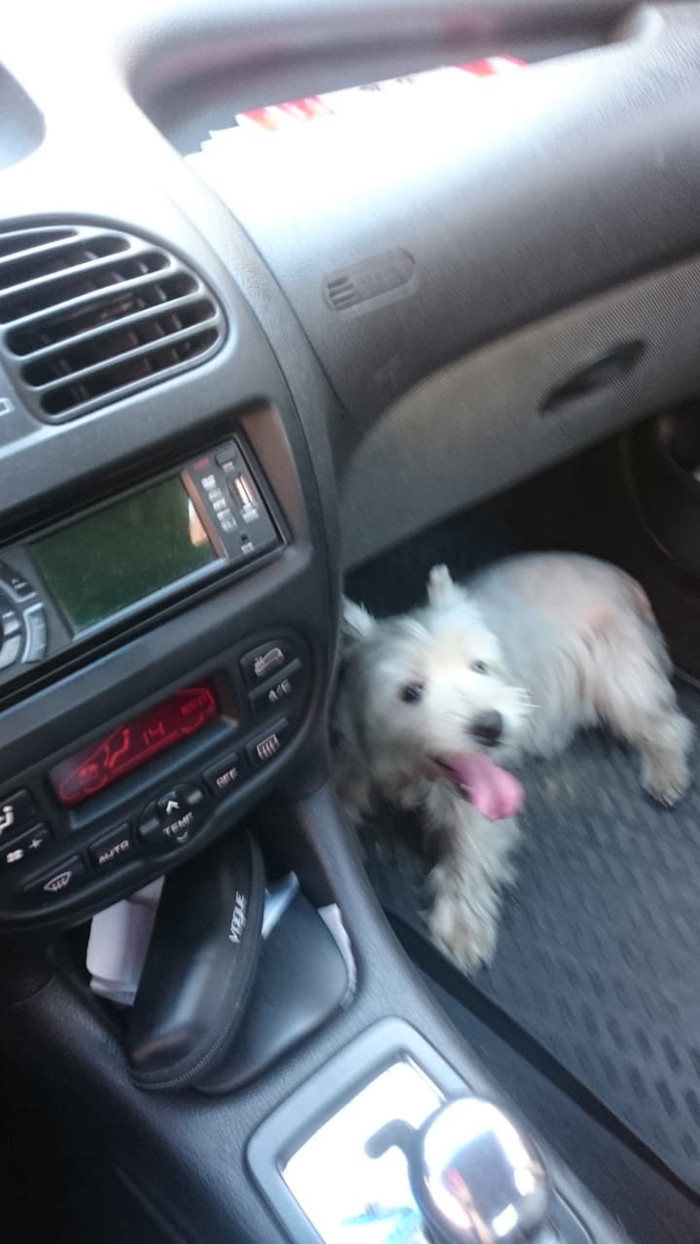 Found a dog, cute (the owner was found through Facebook) - My, Found a dog, West Highland White Terrier, Novy Arbat, Longpost, No rating