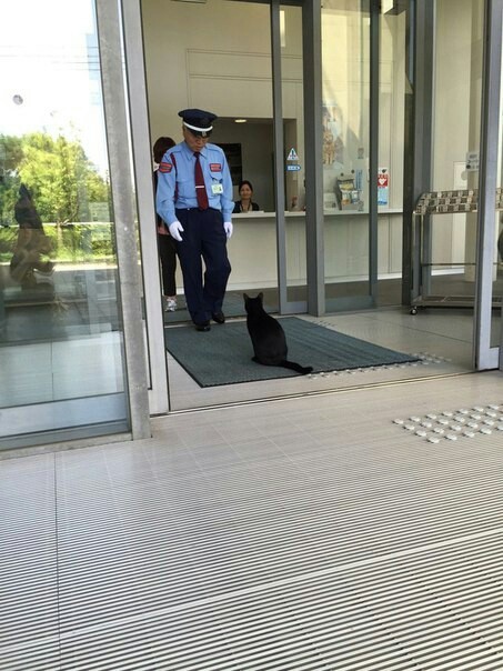 This is because the cat is black. - cat, Security guard, Racism, Longpost