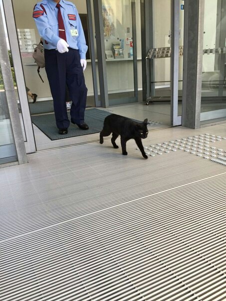 This is because the cat is black. - cat, Security guard, Racism, Longpost