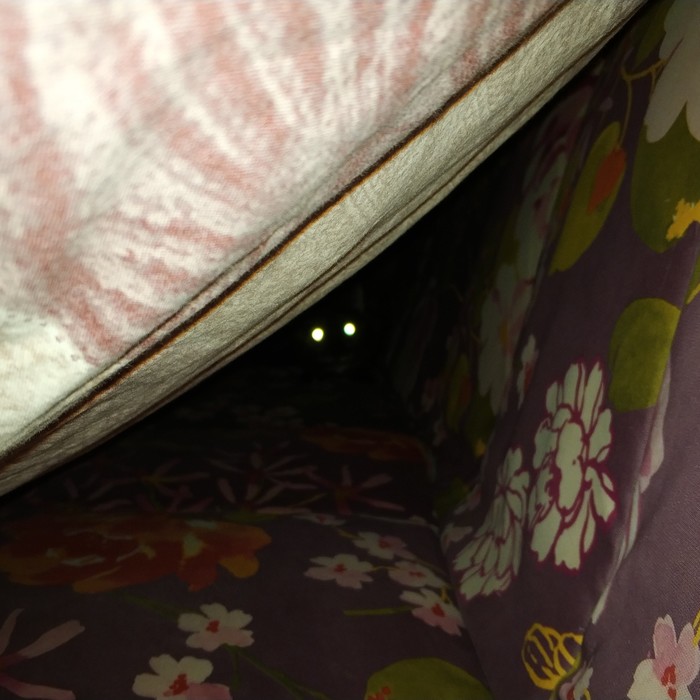 In ambush - My, Hide and seek, , cat, Eyes