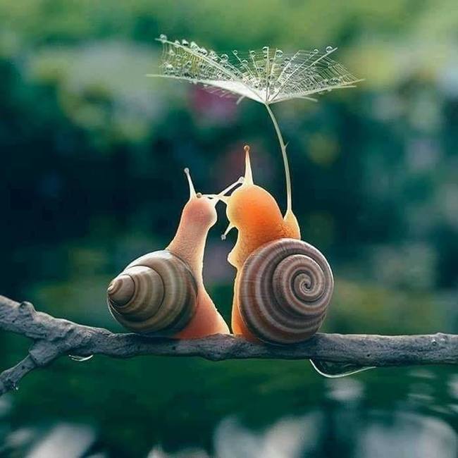 Two - Snail, Romance, Art