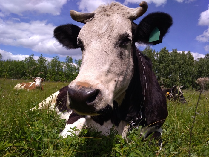 My cows. - My, Cow, LPH, Animals, Subsidiary farming, Longpost, Сельское хозяйство