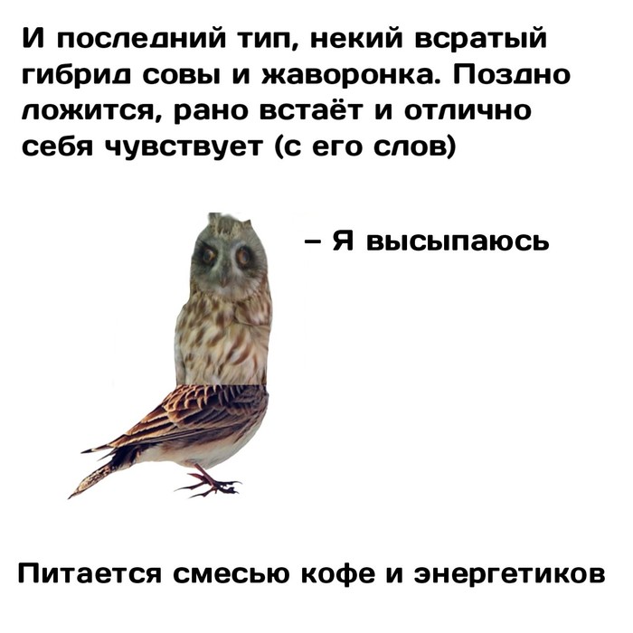 Жаворонок картинка прикольная, написать