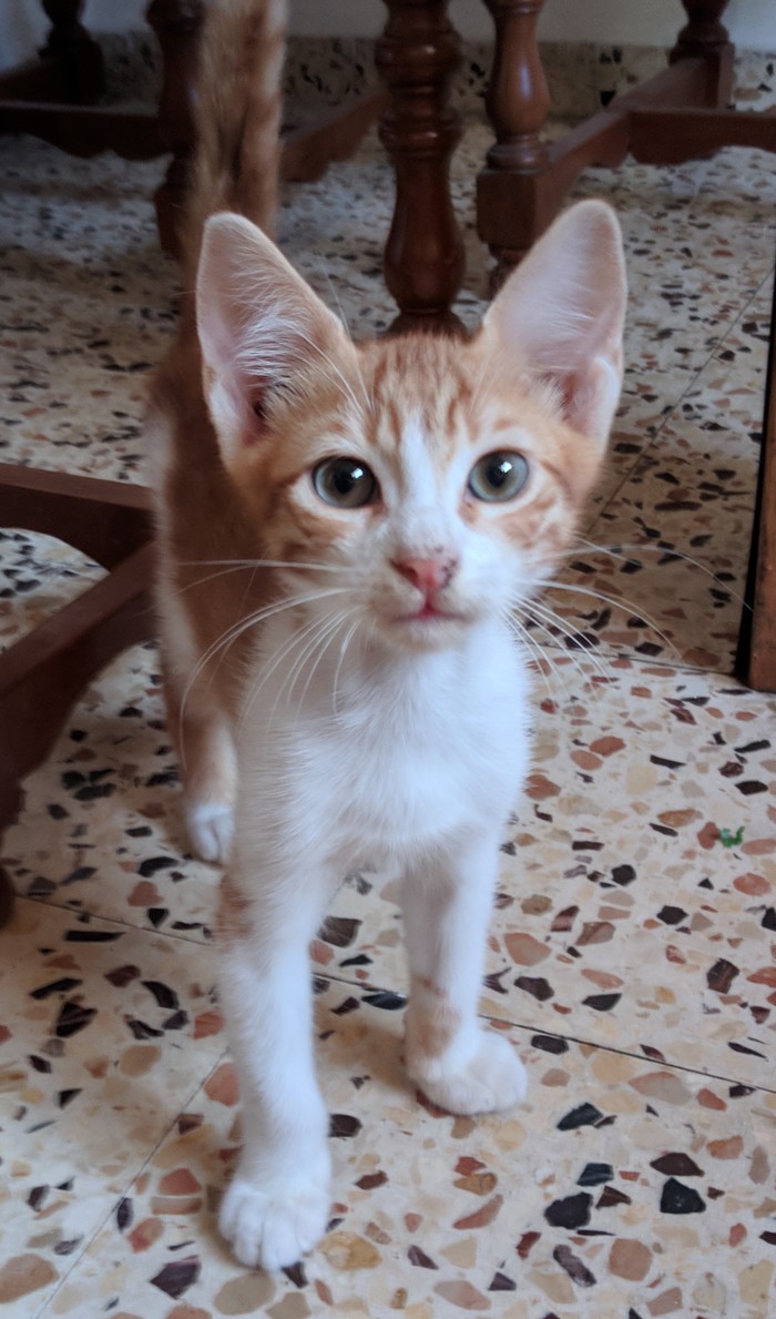 Пополнение семейства!