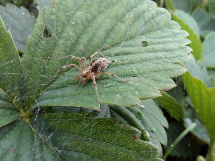 strawberry spider - My, Spider, Nature, Strawberry, Web, Insects, Arthropods, Longpost, Strawberry (plant)