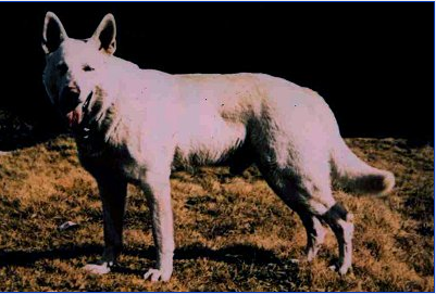 About breeds of dogs. - Dog, Dog breeds, White swiss shepherd, , Video, Longpost