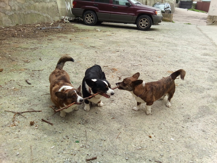 Papa's helper. - My, The photo, Pets, Corgi