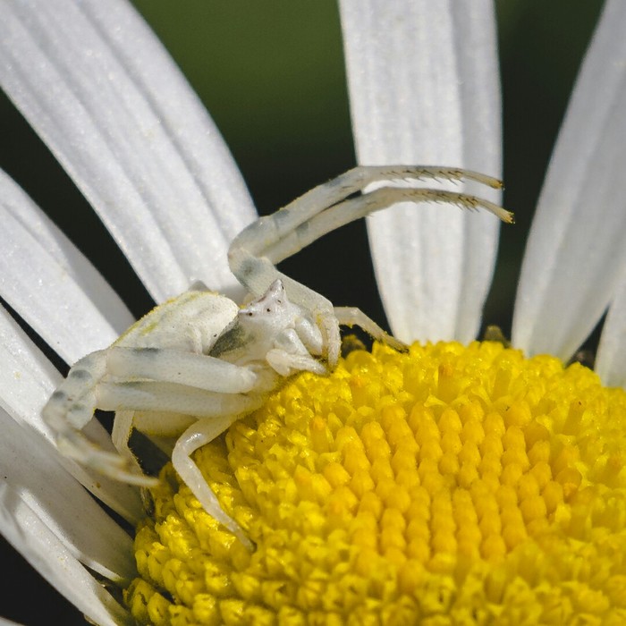 Big and formidable - My, Macro, Spider, Beginning photographer, I want criticism, Macro photography