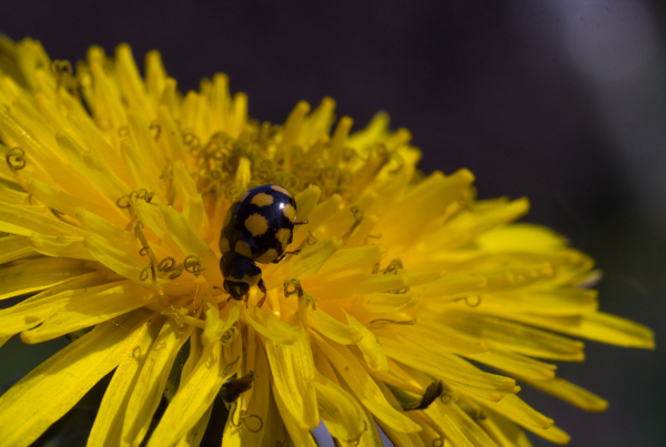 Macro - My, Insects, Macro, Macro photography, Closeup, Nature, Canon, Longpost