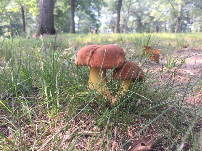 My mushrooms today (already fried) - My, Mushrooms, Summer