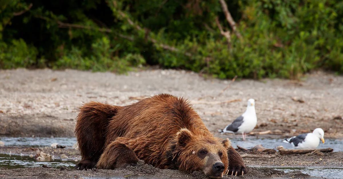 Dream bear. Камчатский медведь. Камчатка медведи. На Камчатке грустит медведь. Бурый медведь Камчатка грустит.