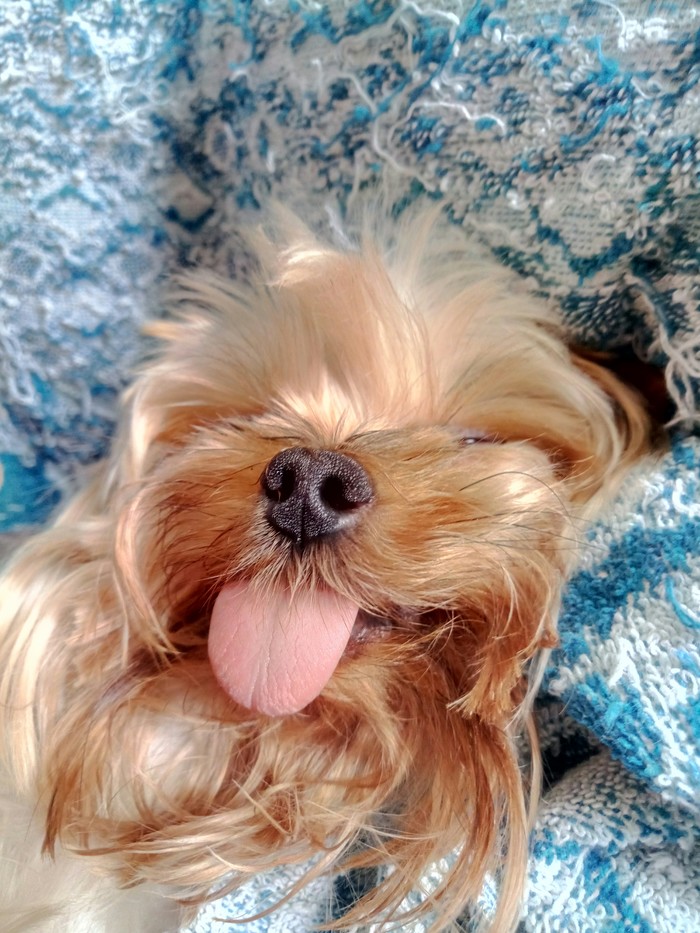 York tongue - My, Yorkshire Terrier, Dog, Language