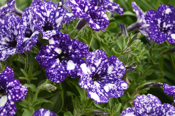 Словно звёздная ночь...