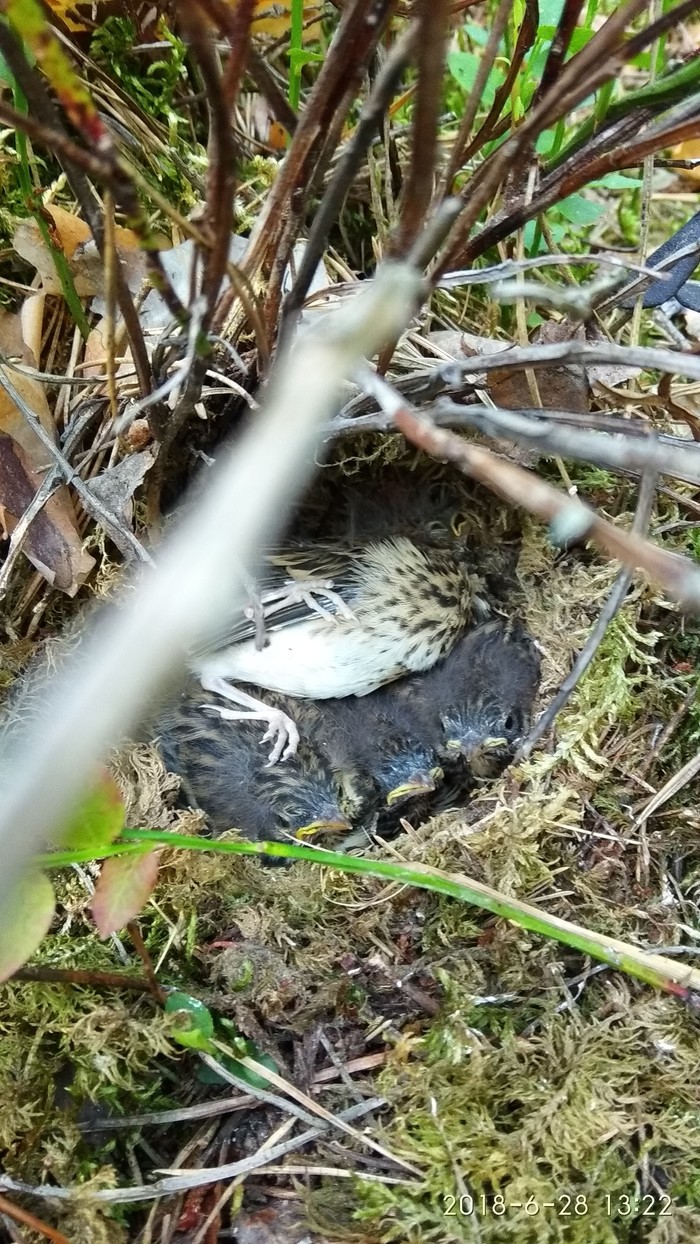 What kind of bird? - My, What kind of bird?, No rating, Birds, Republic of Belarus, Nest