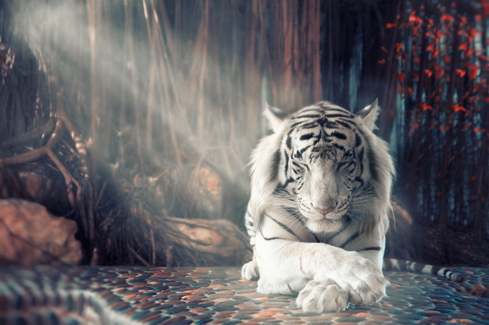 Tiger - Animals, The photo, Tiger, Albino