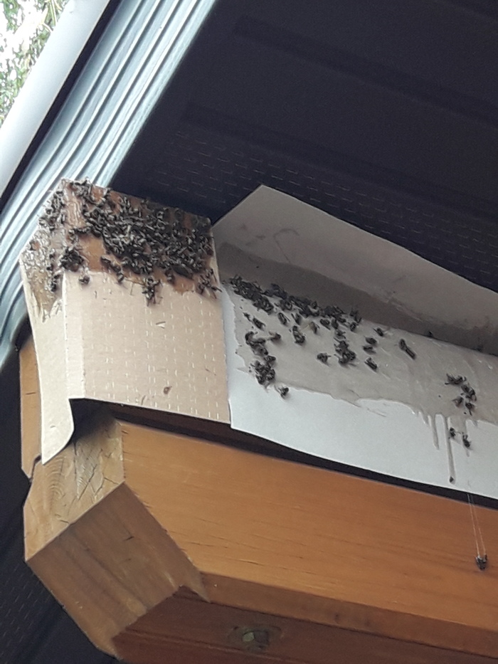 Country everyday life - Wasps - My, Insect control, Dacha, Longpost