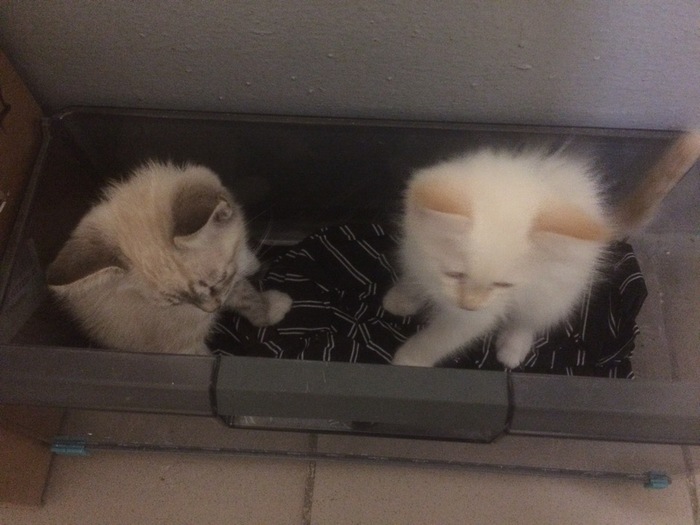 Tyumen! abandoned kittens - My, Tyumen, Kittens, No rating, Overexposure, Lost, cat